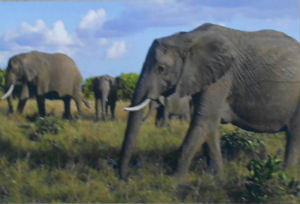 Cartes · Cartes postales Afrique
