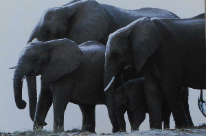 Cartes · Cartes postales Afrique