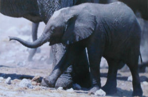Cartes · Cartes postales Afrique