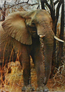 Cartes · Cartes postales Afrique