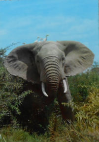 Cartes · Cartes postales Afrique