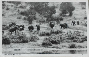 Cartes · Cartes postales Afrique