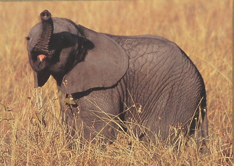 Cartes · Cartes postales Afrique