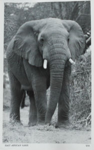 Cartes · Cartes postales Afrique