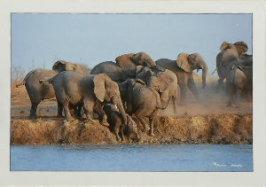 Cartes · Cartes postales Afrique