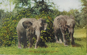 Cartes · Cartes postales Afrique