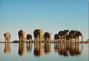 Cartes · Cartes postales Afrique
