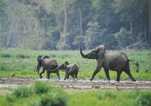 Cartes · Cartes postales Afrique