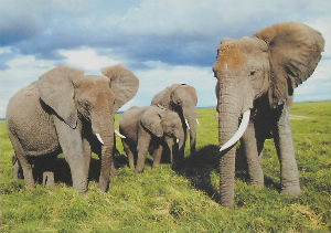 Cartes · Cartes postales Afrique