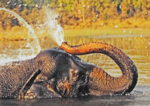 Cartes · Cartes postales Afrique