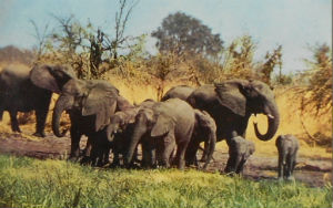 Cartes · Cartes postales Afrique
