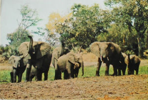 Cartes · Cartes postales Afrique