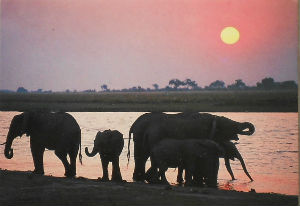 Cartes · Cartes postales Afrique