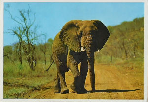 Cartes · Cartes postales Afrique