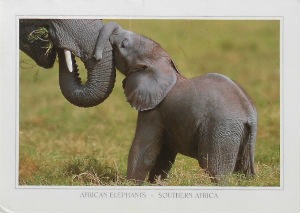Cartes · Cartes postales Afrique