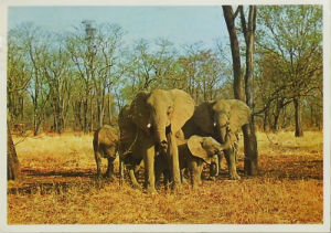 Cartes · Cartes postales Afrique