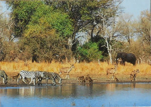 Cartes · Cartes postales Afrique