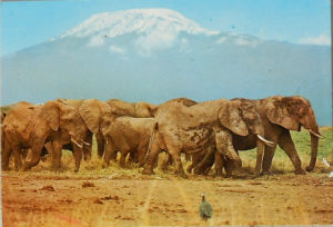 Cartes · Cartes postales Afrique