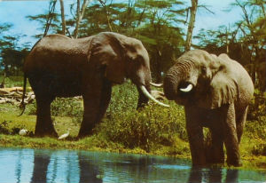 Cartes · Cartes postales Afrique