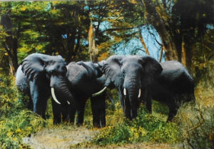 Cartes · Cartes postales Afrique