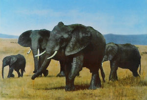 Cartes · Cartes postales Afrique