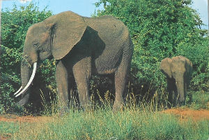 Cartes · Cartes postales Afrique