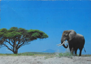 Cartes · Cartes postales Afrique