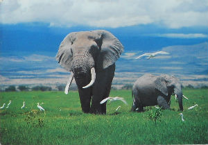 Cartes · Cartes postales Afrique