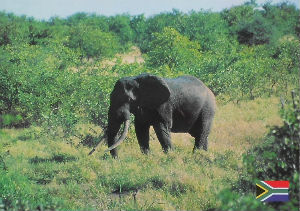 Cartes · Cartes postales Afrique
