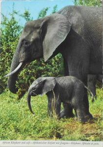 Cartes · Cartes postales Afrique