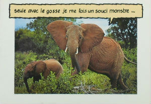Cartes · Cartes postales Afrique