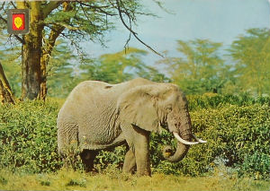 Cartes · Cartes postales Afrique