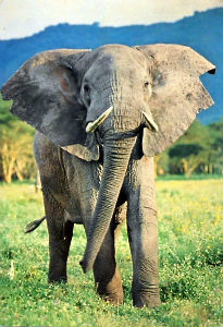 Cartes · Cartes postales Afrique