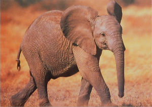 Cartes · Cartes postales Afrique