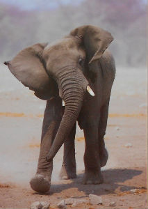 Cartes · Cartes postales Afrique