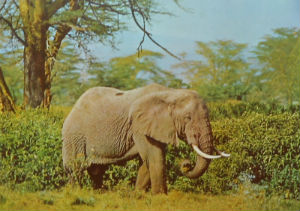 Cartes · Cartes postales Afrique