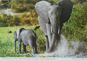 Cartes · Cartes postales Afrique