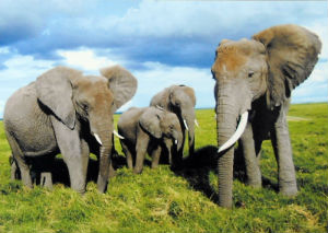 Cartes · Cartes postales Afrique