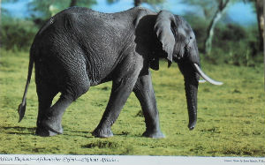 Cartes · Cartes postales Afrique