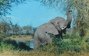 Cartes · Cartes postales Afrique