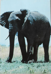 Cartes · Cartes postales Afrique