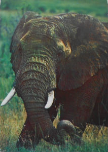 Cartes · Cartes postales Afrique