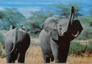 Cartes · Cartes postales Afrique