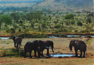 Cartes · Cartes postales Afrique
