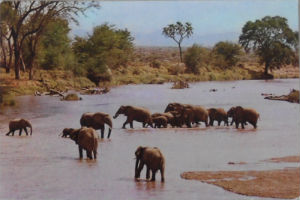 Cartes · Cartes postales Afrique