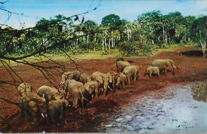 Cartes · Cartes postales Afrique