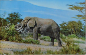 Cartes · Cartes postales Afrique