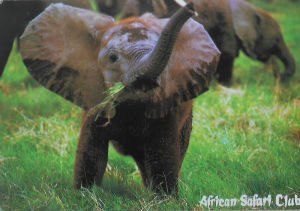 Cartes · Cartes postales Afrique
