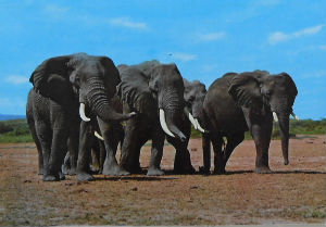Cartes · Cartes postales Afrique