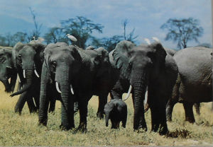 Cartes · Cartes postales Afrique